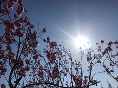 -高东镇樱花园
