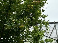 -南宫五洲植物乐园