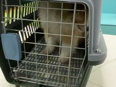 -北京观赏动物医院·24小时大型综合·猫专科·异宠专科