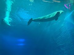 -亚特兰蒂斯•OSSIANO奥西亚诺海底餐厅