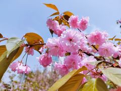 -高东镇樱花园