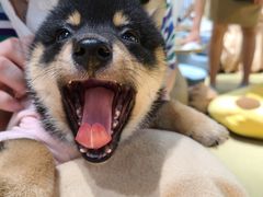-逗柴咖啡屋·狗咖猫咖宠物桌游