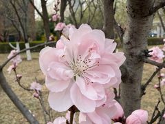 -桃花堤公园