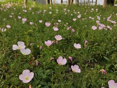 -九里河湿地公园