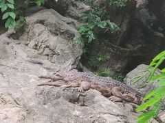 -清迈夜间动物园