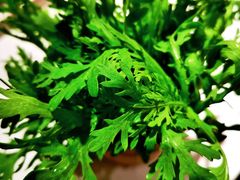 茼蒿-丁卯•铜锅涮肉(工体店)