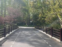 -东平国家森林公园