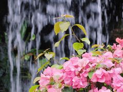 -上海辰山植物园