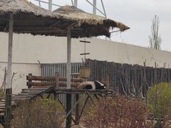 -大青山野生动物园
