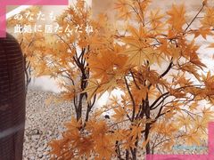 -汤里来温泉