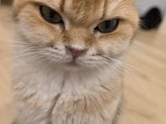 -有喵·猫咖·狗咖·30几只猫10只小狗(岗厦店)