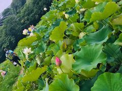 -云漫湖生态度假公园