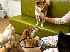 -是阿柴呀！柴犬咖啡·爱喵喵猫咖