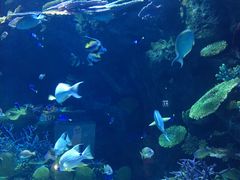 -暹罗海洋世界