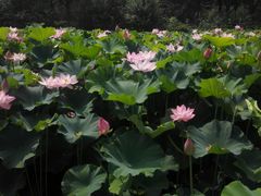 -荆川公园