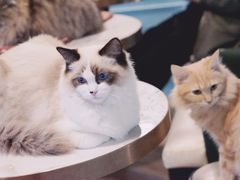 -遇见羊驼·奶狗咖·布偶猫咖·法斗柯基柴犬阿拉斯加(春熙路太古里IFS店)