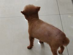 -天宠宠物医院24小时·急重症诊疗中心·全科·腔镜特色(和平分院)