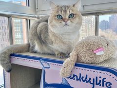 -猫大福·Fortune Cat猫舍(百子湾店)