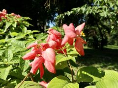 -中国科学院华南植物园