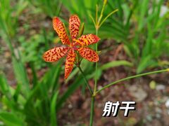 -海珠湖公园
