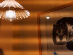 -滚猫咖啡·猫咖·猫友好撸猫(未来城店)