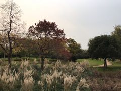 -贡湖湾湿地公园