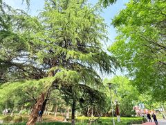 -大兴滨河森林公园