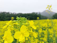 -红山村