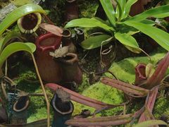 -国家植物园南园