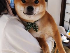 -逗柴咖啡屋·狗咖猫咖宠物桌游