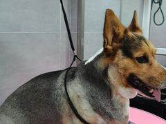 -宠福鑫康馨动物医院·骨科·眼科