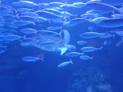 -太平洋海底世界