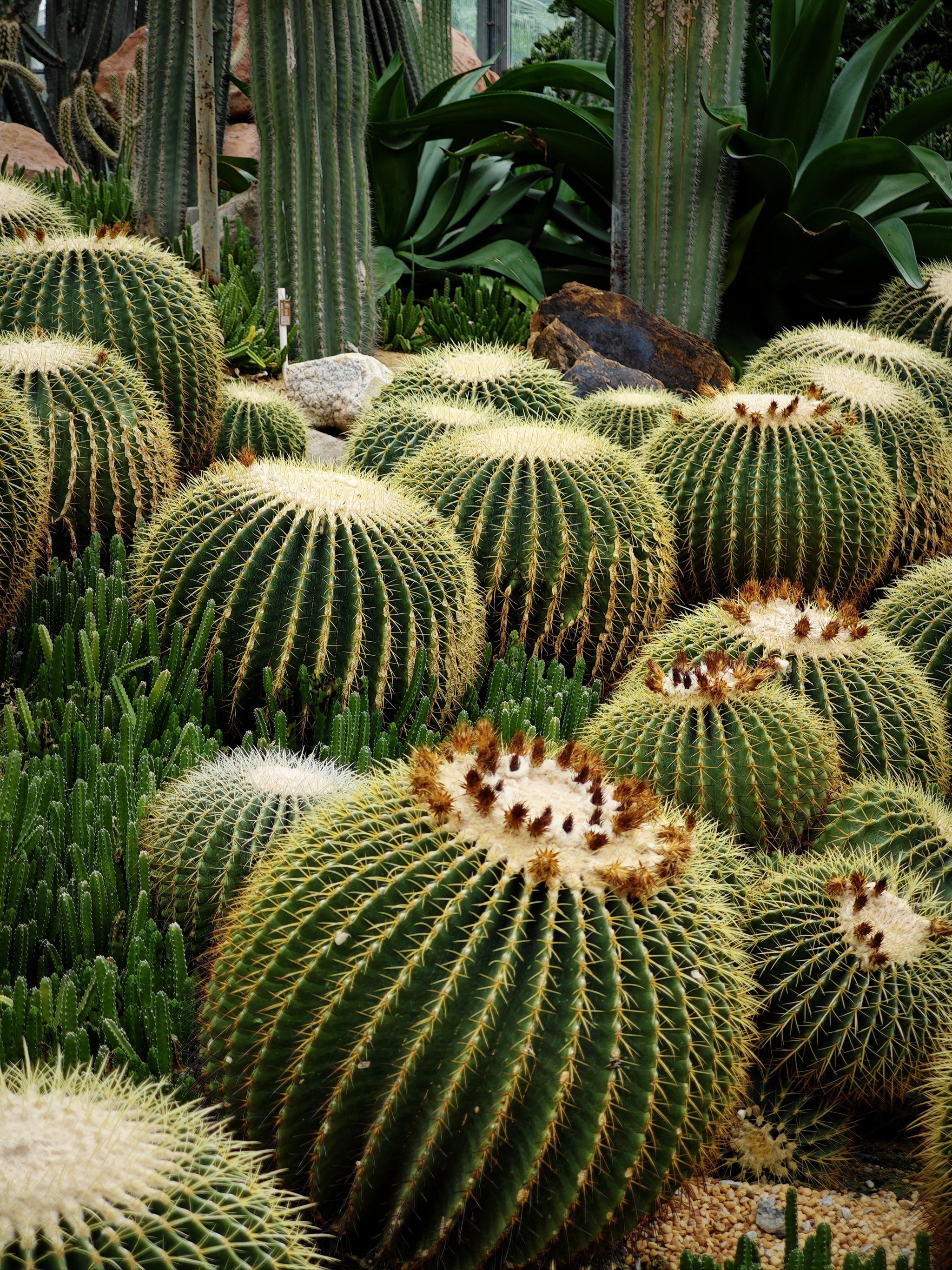 奇妙植物世界🌵