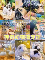-神奇动物撸宠馆·羊驼·小浣熊·异宠(豫园店)