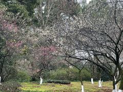 -杭州植物园