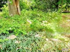 -放鸡岛生态旅游国际度假区