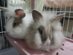 -HEYAN荷妍专业脱毛连锁机构