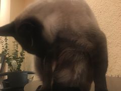 -猫友咖啡店(玉林西路店)