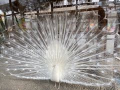 -南宫五洲植物乐园