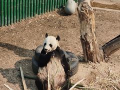 -沈阳森林动物园