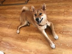 -柴犬高等学院·狗咖·柴犬售卖·宠物训练