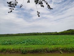 -西青郊野公园