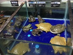 青蛙-盒马鲜生(莱蒙都会店)
