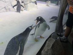 -芜湖新华联大白鲸海洋公园