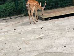 -武陵山森林公园