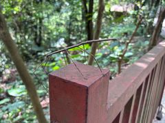 -火炉山森林公园