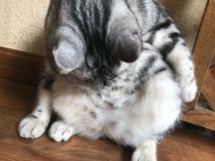 -猫友咖啡店(玉林西路店)