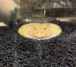 -Zoolung Zoolung动物主题公园(海信广场店)