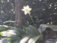 -莫里热带雨林景区