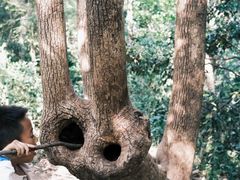 -上海佘山国家森林公园天马山园